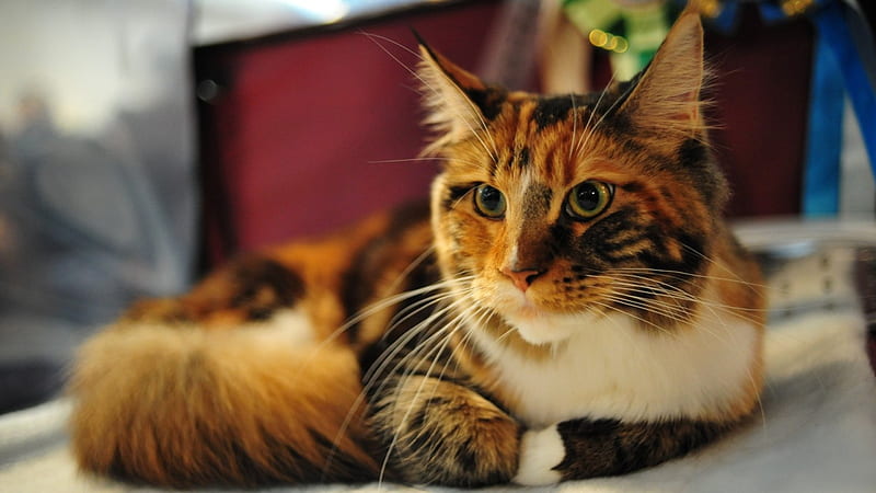 Maine coon cat, cute, calico, paws, maine coon, cat, HD wallpaper
