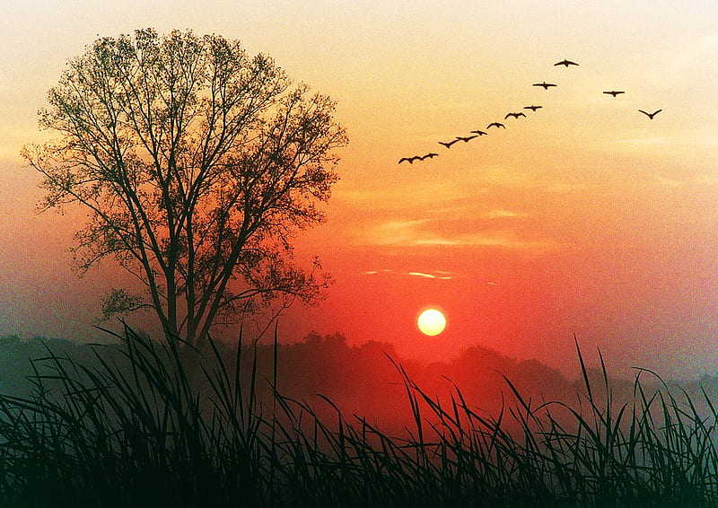 Dawn departure, migration, tree, dawn, sunrise, misty sky, birds in flight, red sky, HD wallpaper