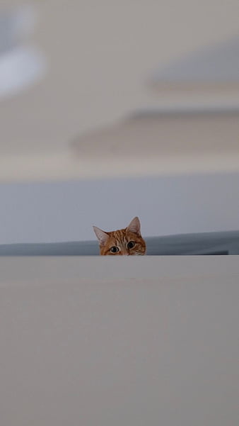 Peeking HD Wallpapers and Backgrounds