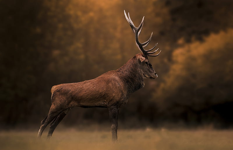 Animal, Deer, Profile, HD wallpaper