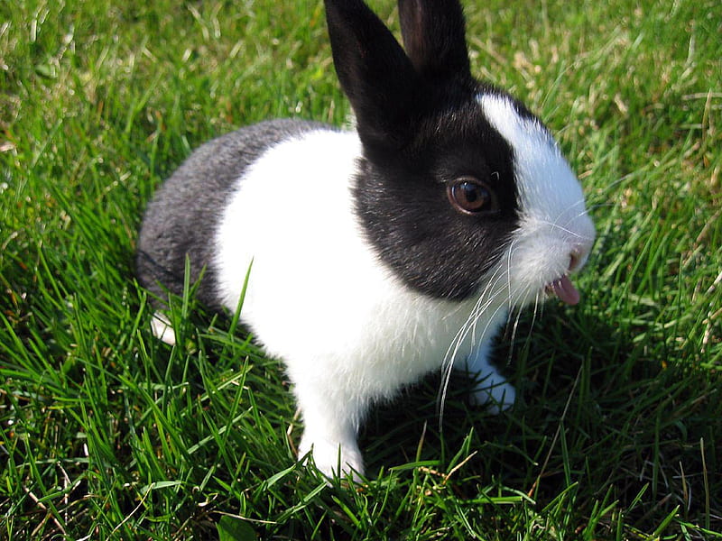 Dutch Bunny, cute, dutch, black, bunny, white, animals, other, HD wallpaper