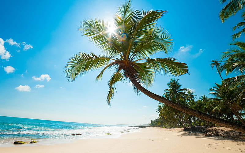 Palm tree, coast, tropical island, summer travel, seascape, ocean, caribbean, HD wallpaper