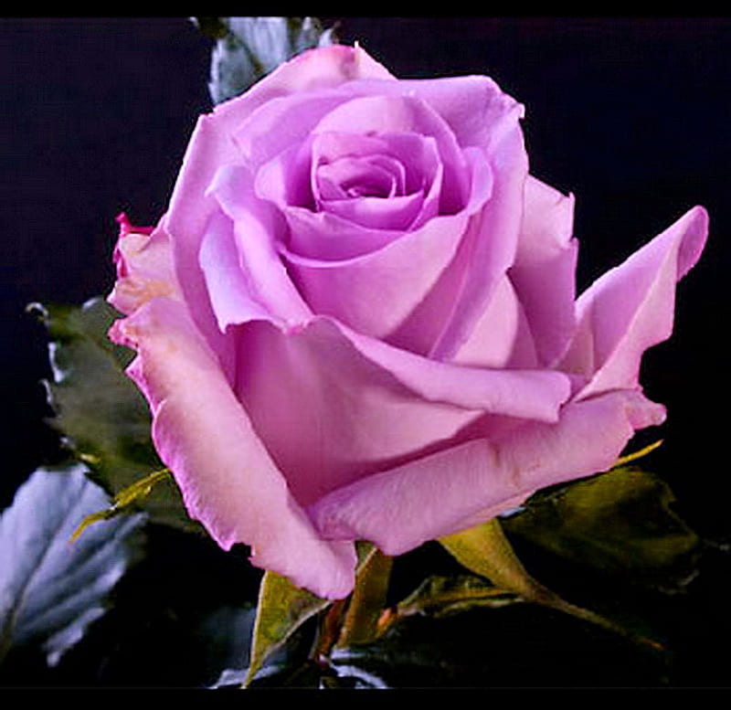 For Beth, green, rose, flower, beauty, petals, lavender, HD wallpaper ...