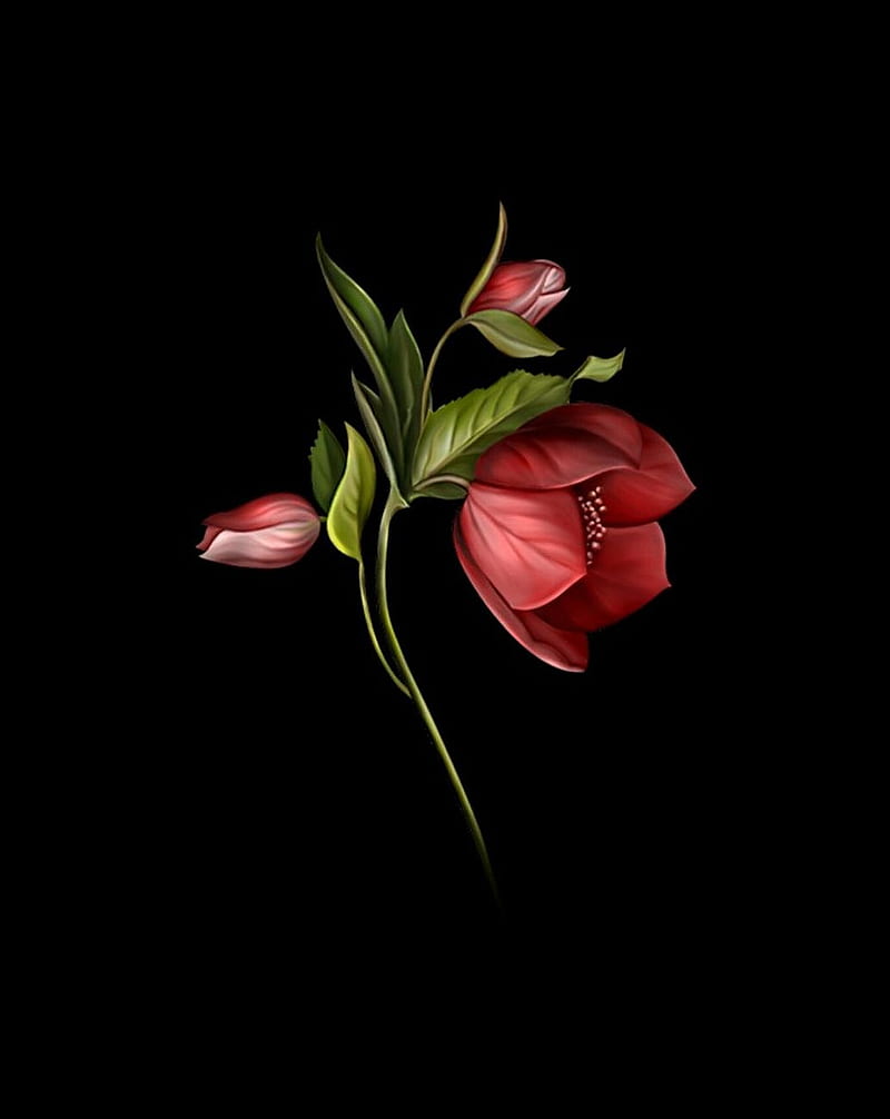 RED Flower, 3d, black, flowers lotus, nice, rose, tulip, HD phone wallpaper