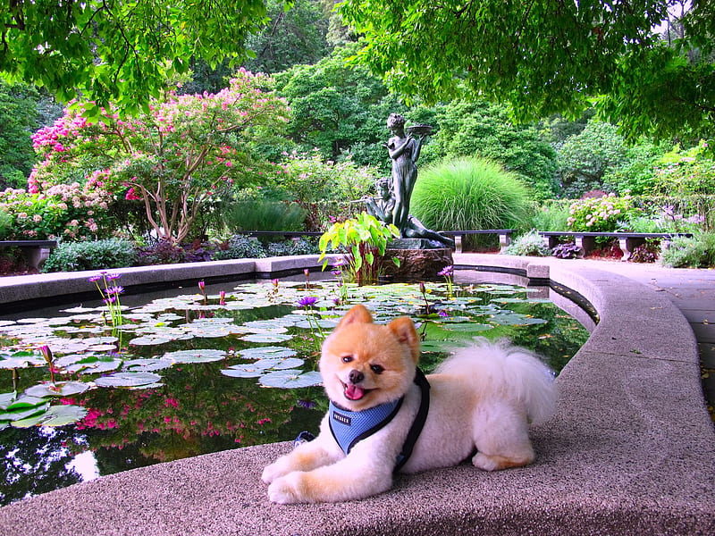 Dog by the pond., pond, waterlily, tree, statue, garden, dog, HD wallpaper