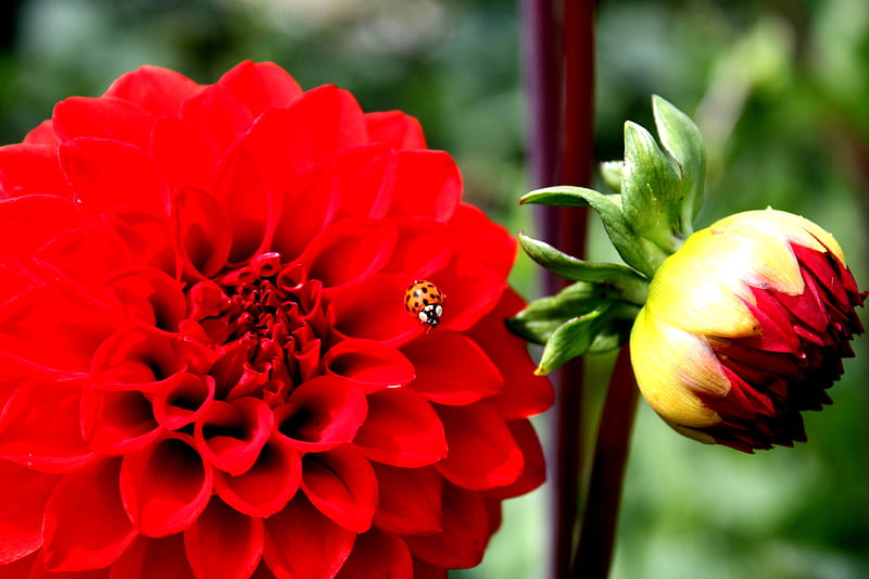 Dahlia, red, dahlias, flower, flowers, HD wallpaper | Peakpx