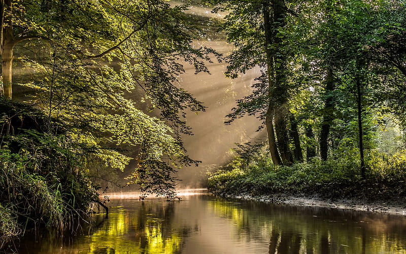 Netherlands river, trees, forest, sun rays, summer, Europe, HD wallpaper