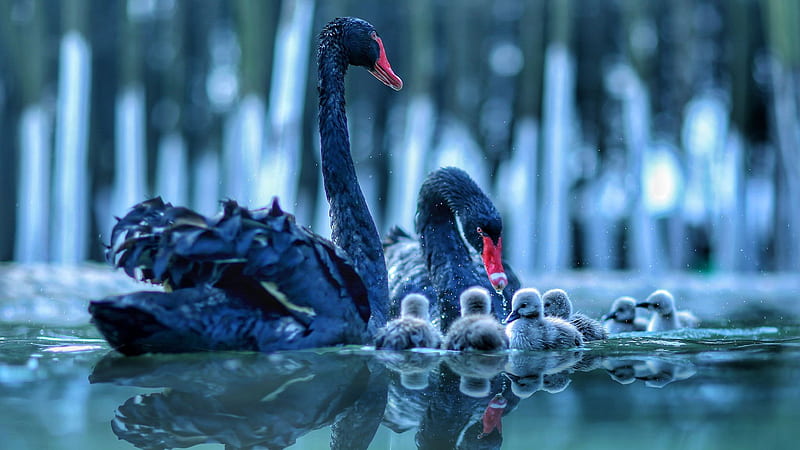 Black Swan With Baby Swan On Water With Reflection Animals, HD wallpaper