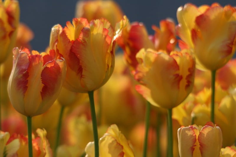 Red and yellow tulips, yellow, red, spring, tulip, HD wallpaper | Peakpx