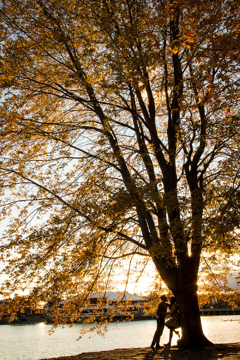 Pareja bajo el árbol marrón durante la puesta de sol, Fondo de pantalla de  teléfono HD | Peakpx