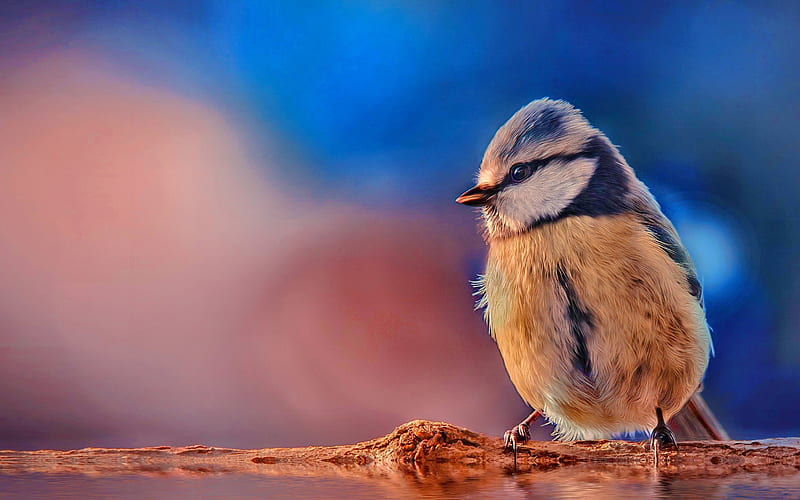 Blue Tit, cute, bird, pasare, HD wallpaper