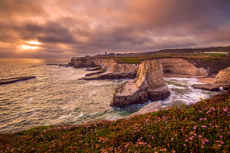 Sea, Horizon, Flower, Coast, Ocean, , California, Coastline, Santa Cruz, HD wallpaper