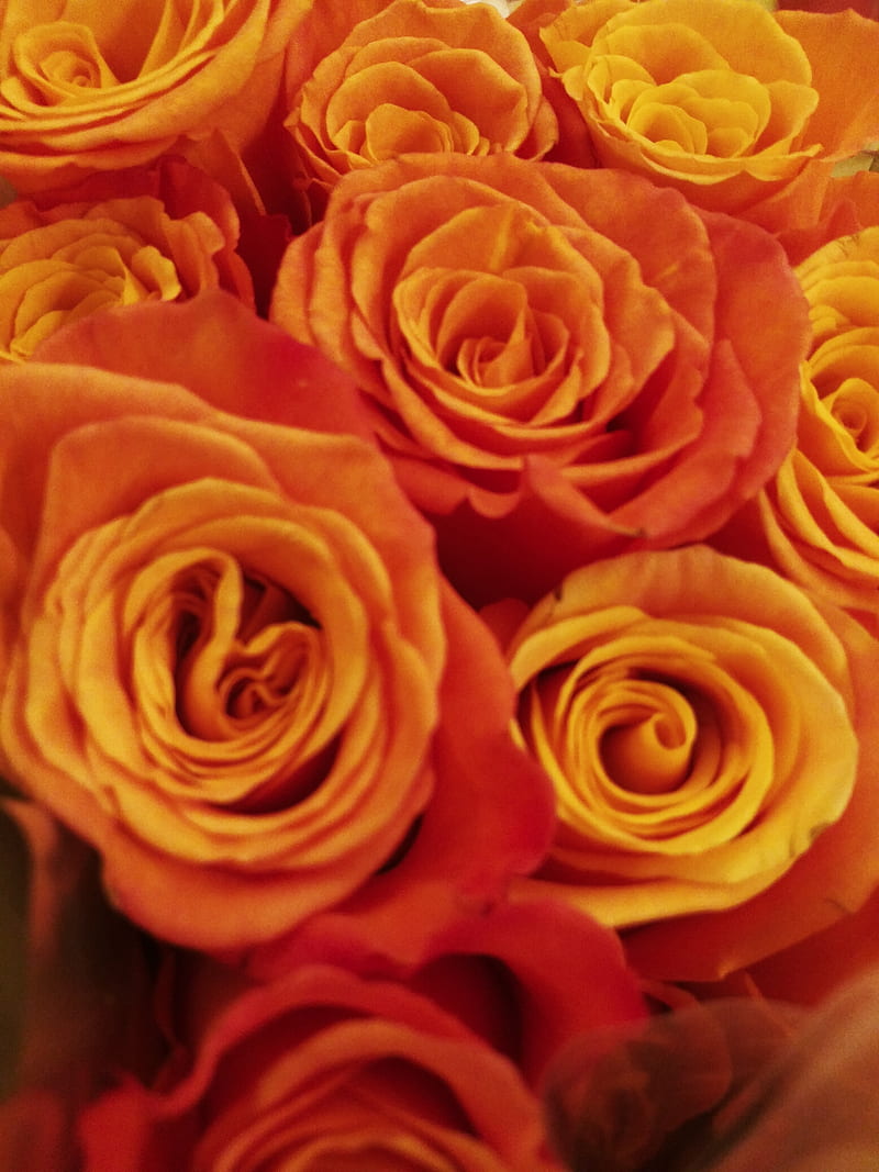 Sunset Roses, flowers, orange, rose, roses, HD phone wallpaper | Peakpx