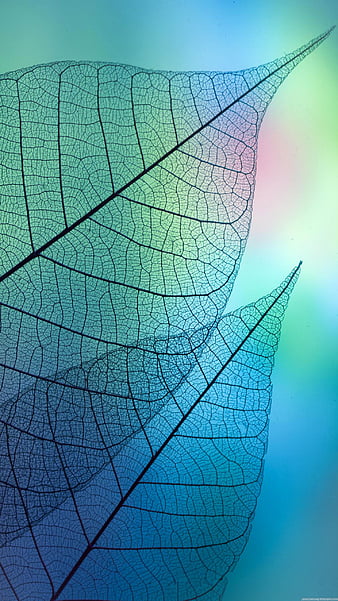 HD leaves abstract art wallpapers | Peakpx