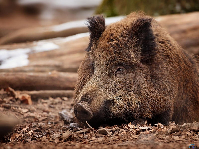 Wild boar, boar, pig, grass, wild, HD wallpaper