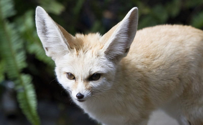 Fennec fox, ears, jungle, Fox, animal, HD wallpaper
