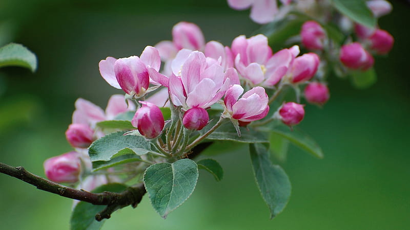 Apple Blossom Tree Branch Nature Pink Flower Green Background Flowers, HD wallpaper