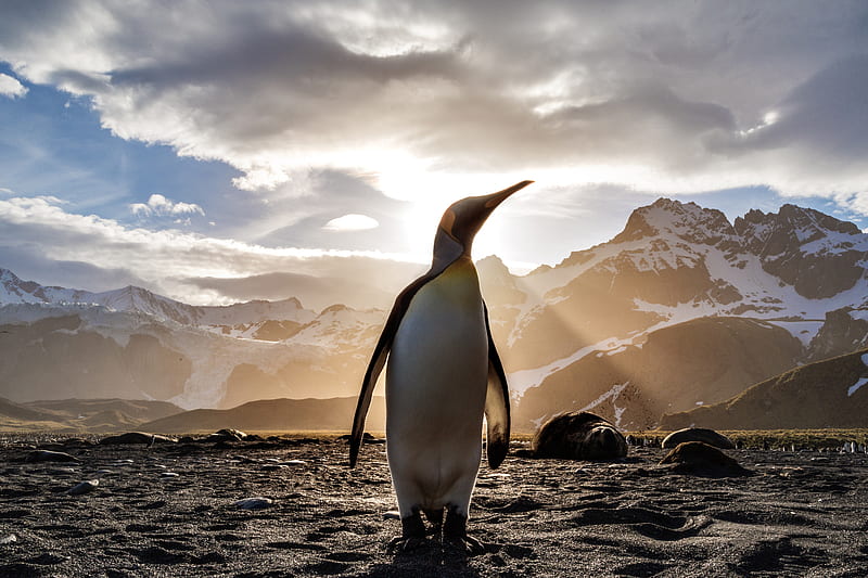 Penguin Looking Out , penguin, animals, nature, HD wallpaper