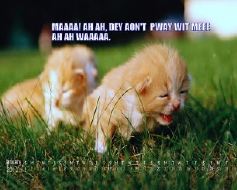 Playing with sibbling, time, fight, Kittens, argue, play, HD wallpaper
