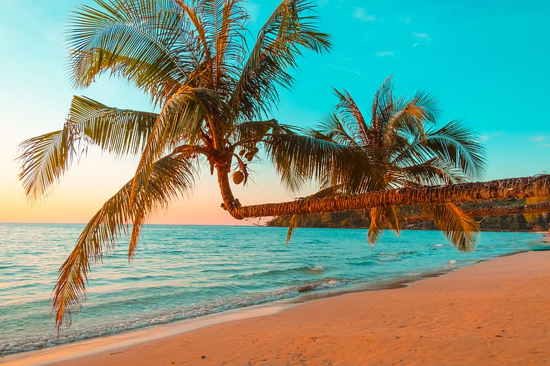 Tropical beach with coconut tree, Beach, Sunset, Travel, Holiday, HD wallpaper