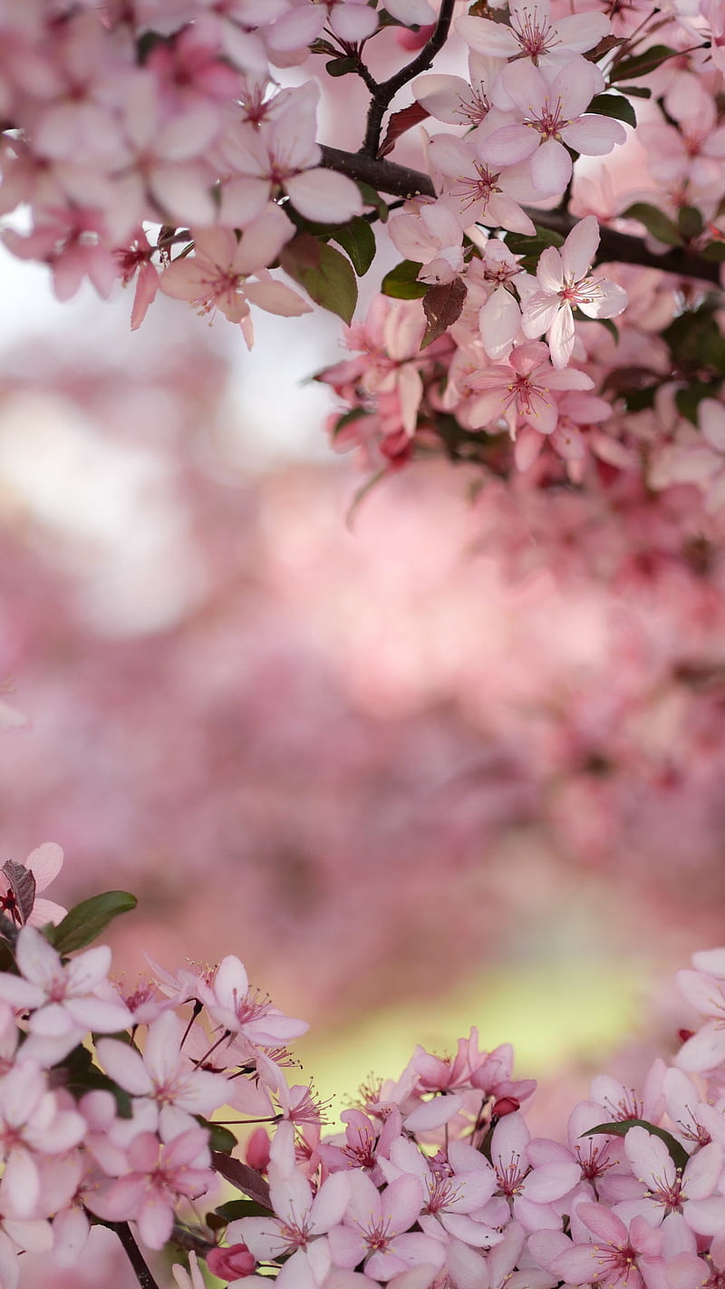 Flor de cerezo, flor verde, bonito, flor, Cereza, de cereza, de flor de  cerezo, Fondo de pantalla de teléfono HD | Peakpx