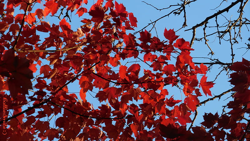 Red Maple Leaves Tree Branches Under Blue Sky 4K HD Autumn Wallpapers, HD  Wallpapers