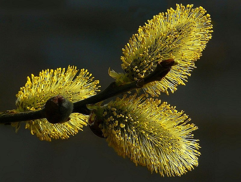 Willow-Catkins, cool, HD wallpaper