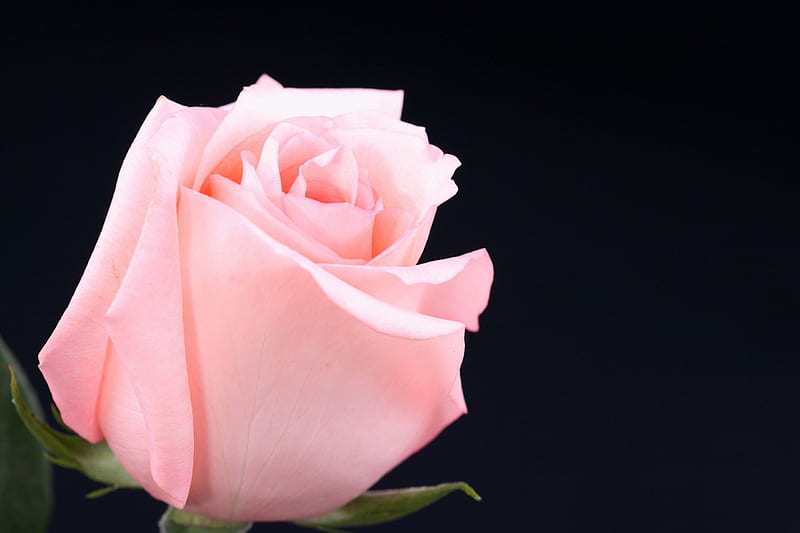 Pink rose on a black monophonic background., special, kind, rose, gentle, soft, loving, HD wallpaper