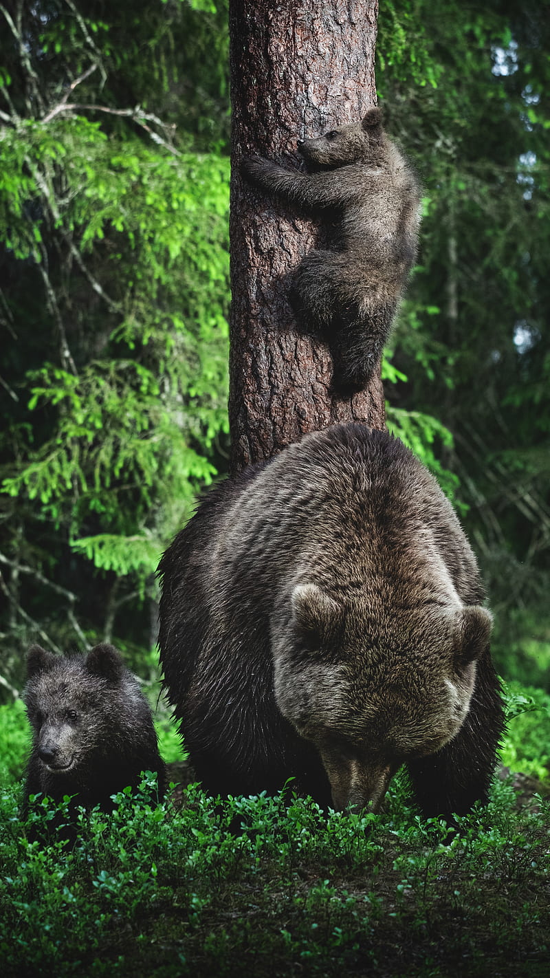 Baby Bear Climbs Tree, EarthVision, animals, baby bear, brown bear, cub, cute, earth, forest, graphy, wildlife, HD phone wallpaper