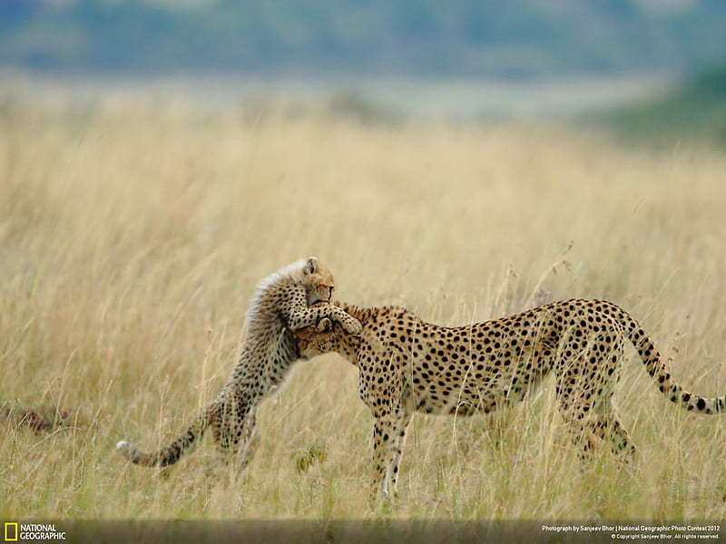 Tender Moment-2012 National Geographic graphy, HD wallpaper