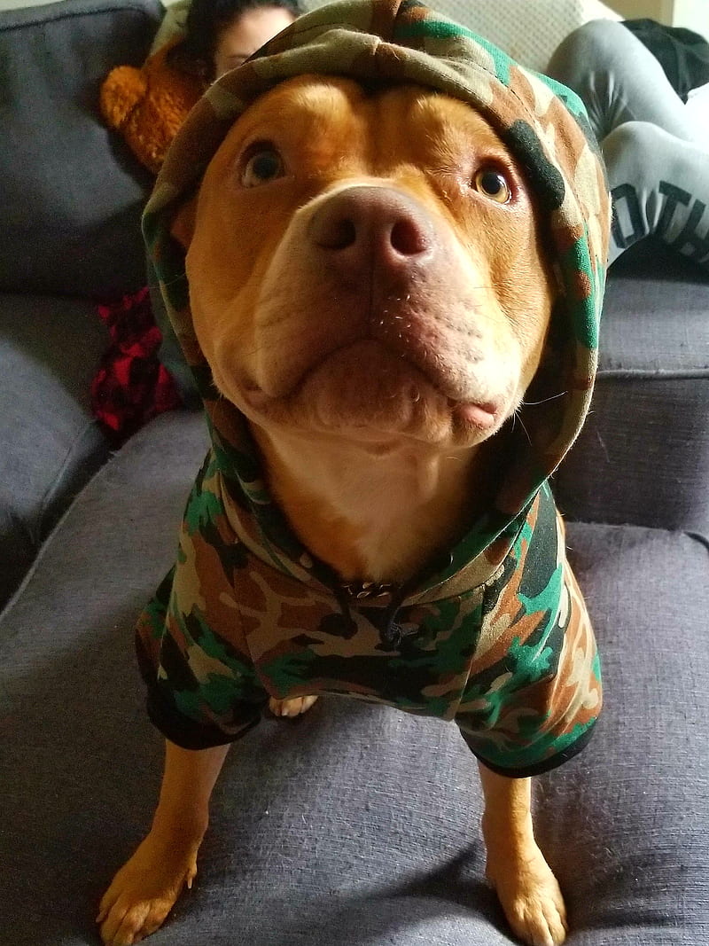 loco pitbull, hoodies, HD phone wallpaper