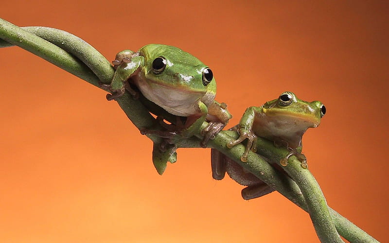happy little frogs, frogs, animals, HD wallpaper