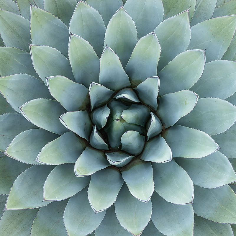 From above of blue green leaves of exotic succulent plant with spiky edges, HD phone wallpaper