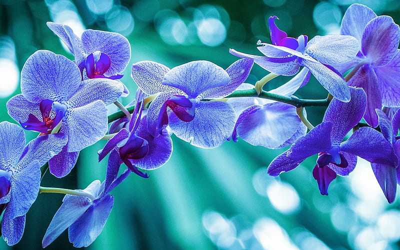 orchid, branch, close-up, purple orchids, HD wallpaper
