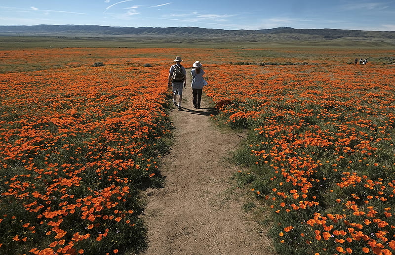 Poppy blooms galore, Poppy blooms, Lancaster, California Poppy Reserve, Mar 19 2017, Antelope Valley, Wildflowers, HD wallpaper