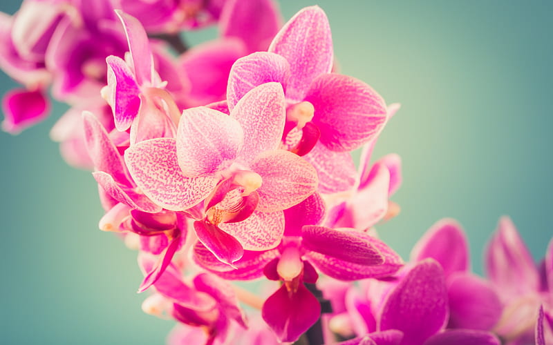 pink orchid, orchid branch, beautiful pink flowers, orchid, background with orchids, HD wallpaper