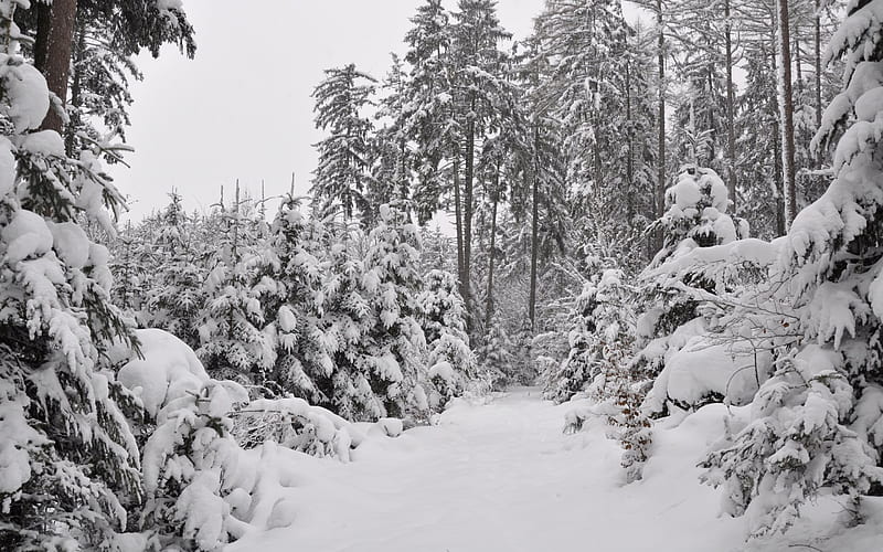 winter landscape, snow, forest, trees, winter, HD wallpaper