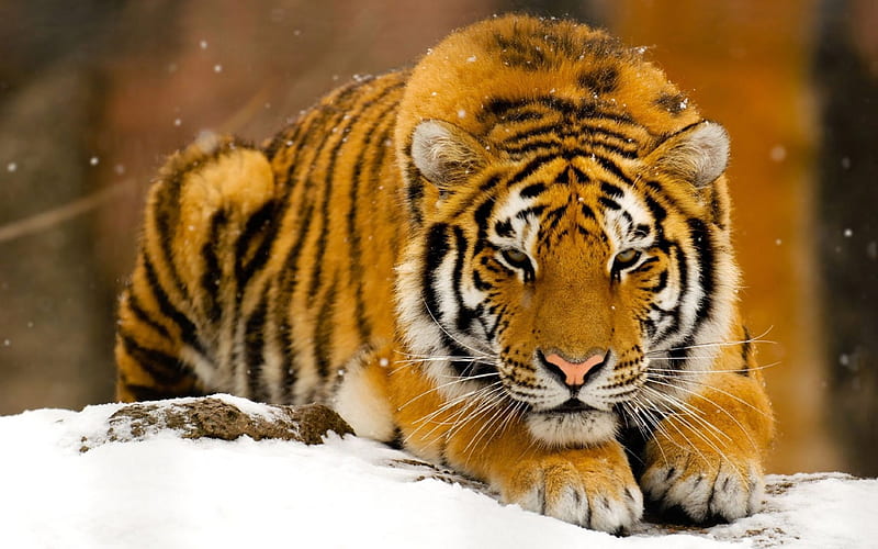 crouching tiger, strike, tiger, cat, snow, HD wallpaper