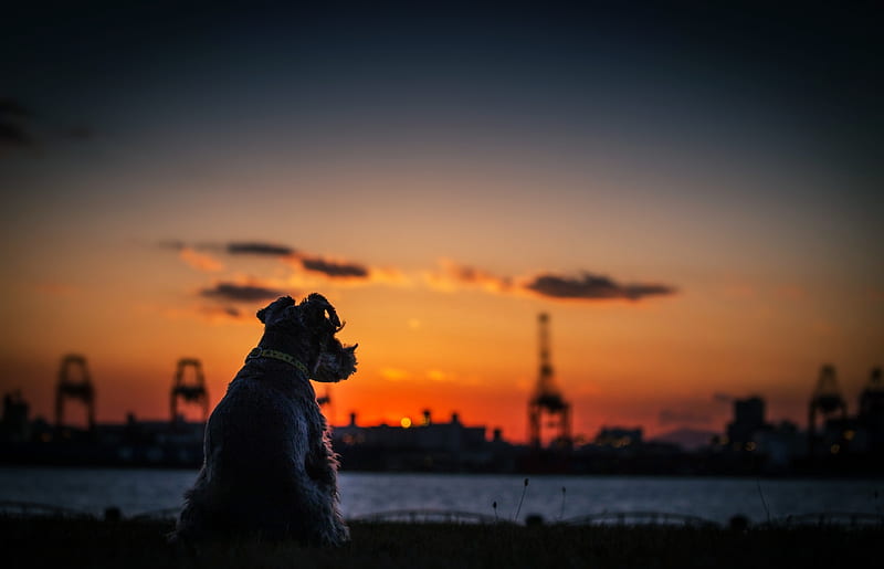 Dog Sunset Silhouette , dog, animals, silhouette, HD wallpaper