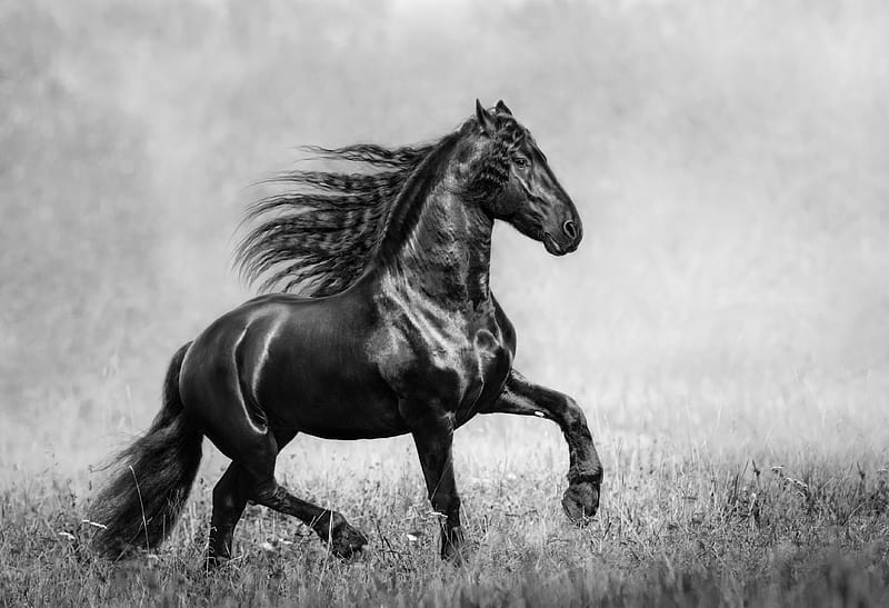 Horse Black And White, horse, animals, monochrome, black-and-white, HD wallpaper