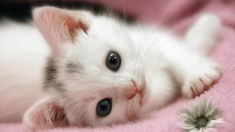 White Cat Kitten Is Lying Down On Pink Fur Cloth Cute Cat, HD wallpaper