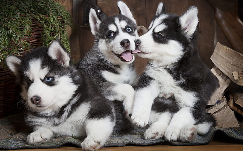 Husky, puppies, pets, family, cute animals, Siberian Husky, dogs, Siberian Husky Dog, HD wallpaper