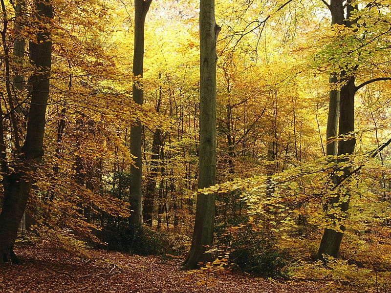 Burnham Beeches Bucks England, forest, landscape, HD wallpaper