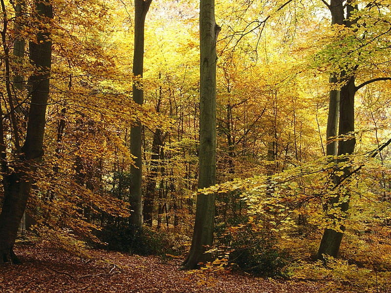 Burnham Beeches Bucks England, forest, landscape, HD wallpaper | Peakpx