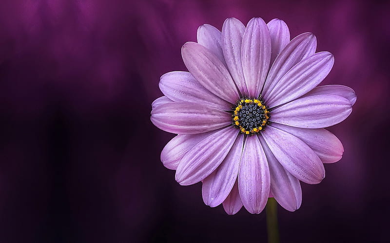 purple gerbera, purple background, beautiful purple flower, gerbera, HD wallpaper