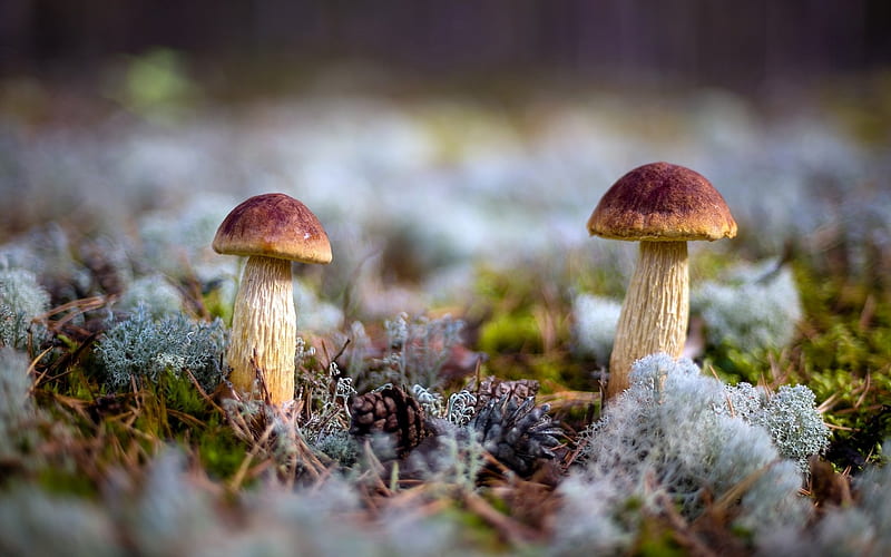 Mushrooms and Pine Cones, Latvia, nature, mushrooms, lichens, pine cones, HD wallpaper