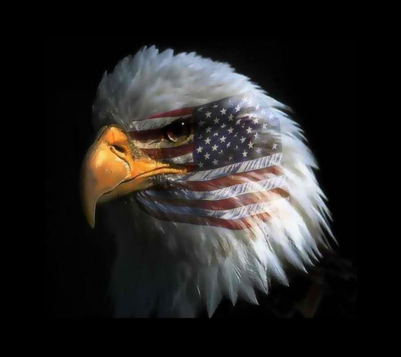 Eagle, america, bird, HD wallpaper