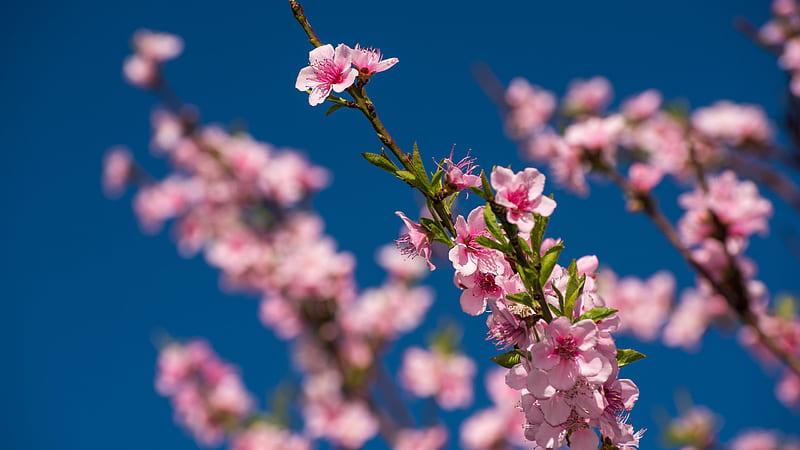 Pink Blossom Flowers In A Blue Blur Background Flowers, HD wallpaper