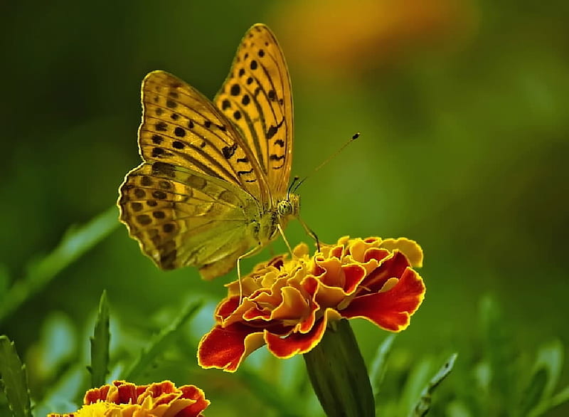 Butterfly, Insect, Entomology, animals, HD wallpaper
