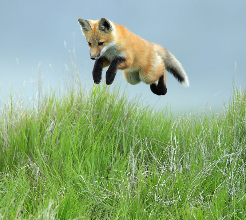 Leaping Red Fox Pup, fox, leaping, pup, red, saskatchewan, HD wallpaper